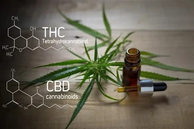 Přehled průmyslu CBD & THC VAPE: Nejnovější kompletní průvodce