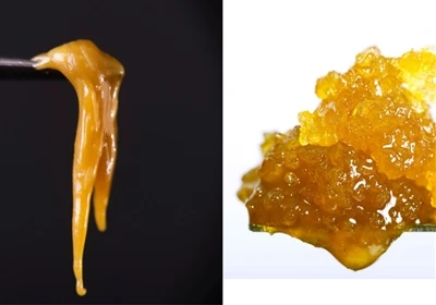 Živá pryskyřice vs. Live Rosin: Jaký je rozdíl?